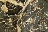 Polished Ammonites (Promicroceras) - Marston Magna Marble #131997-1